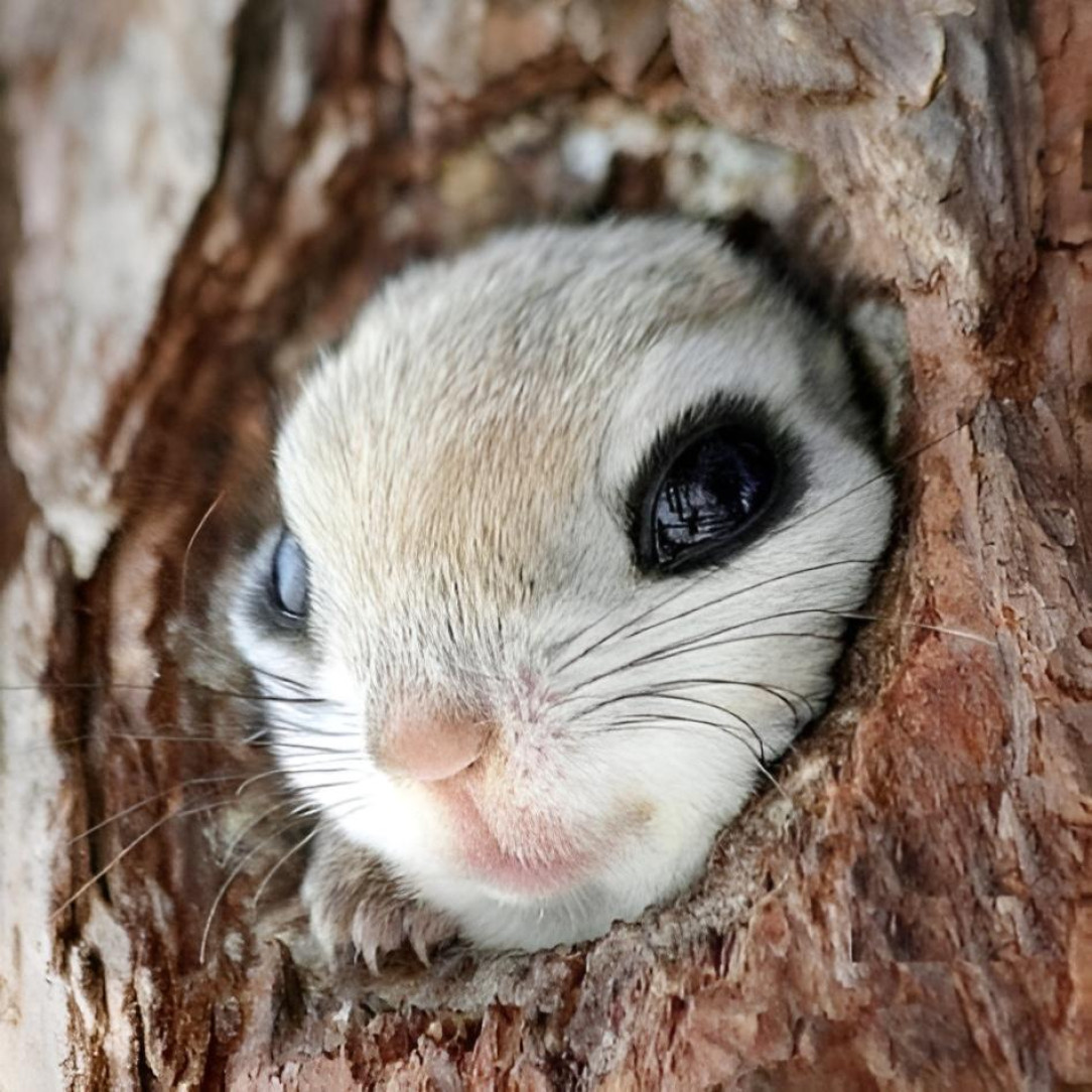 This adorable Japanese Flying Squirrel 🤩