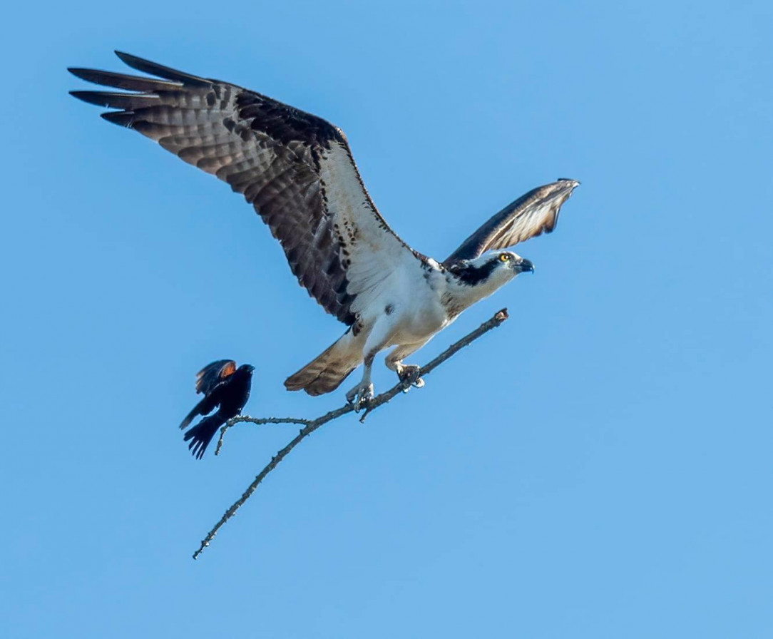 One in a million shot of a blackbird catching a ride on an osprey’s stick in Michigan (by Jocelyn Anderson)