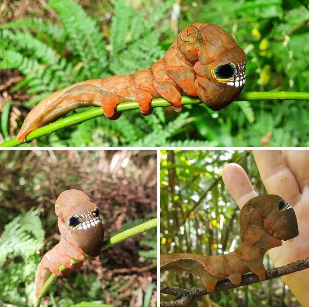 This caterpillar