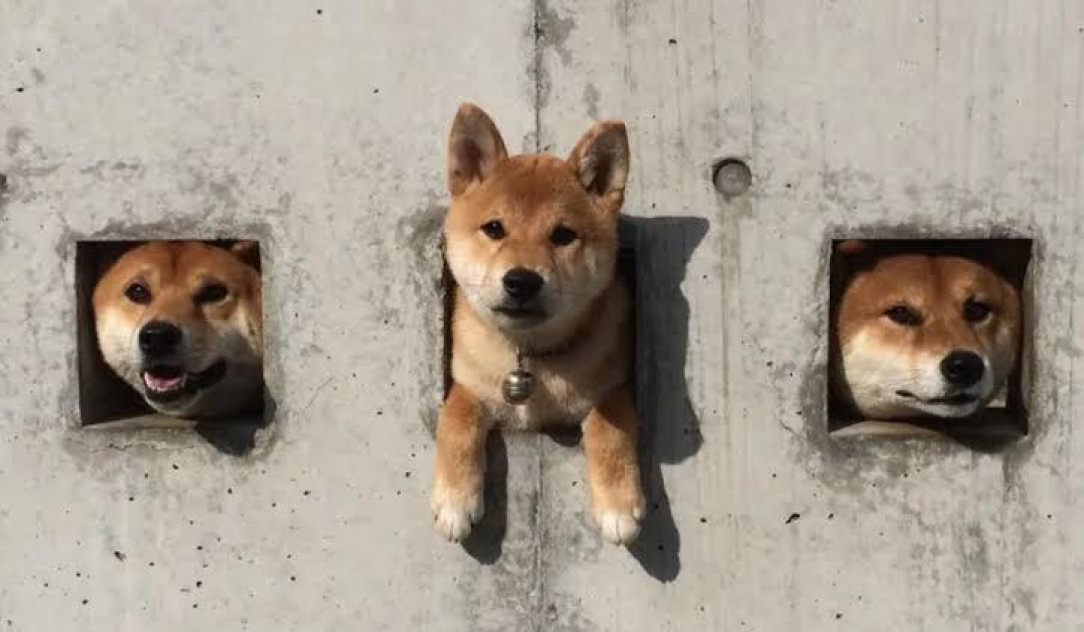 The Wall-Loafs, protectors of the wall