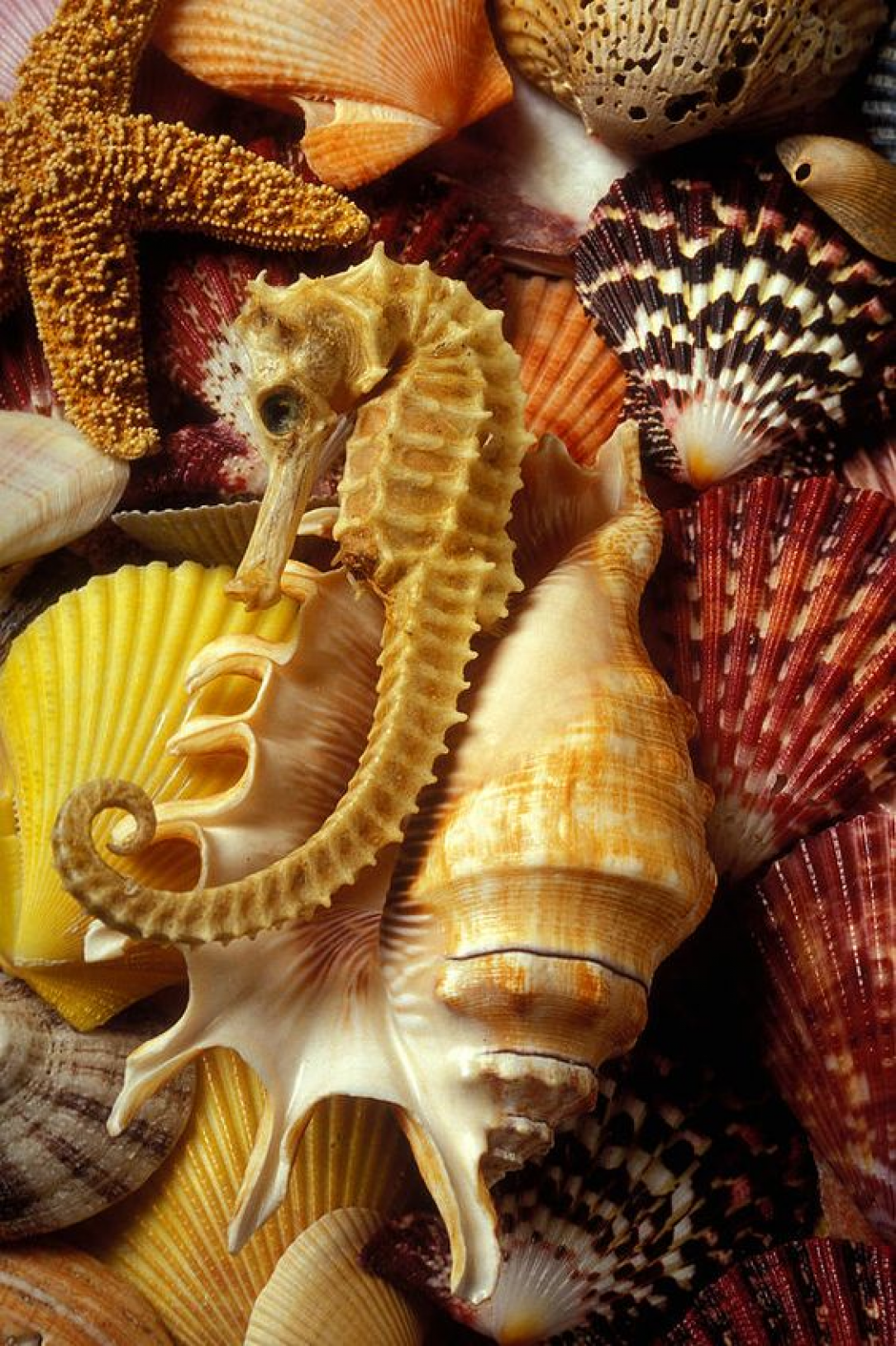 Seahorse among sea shells