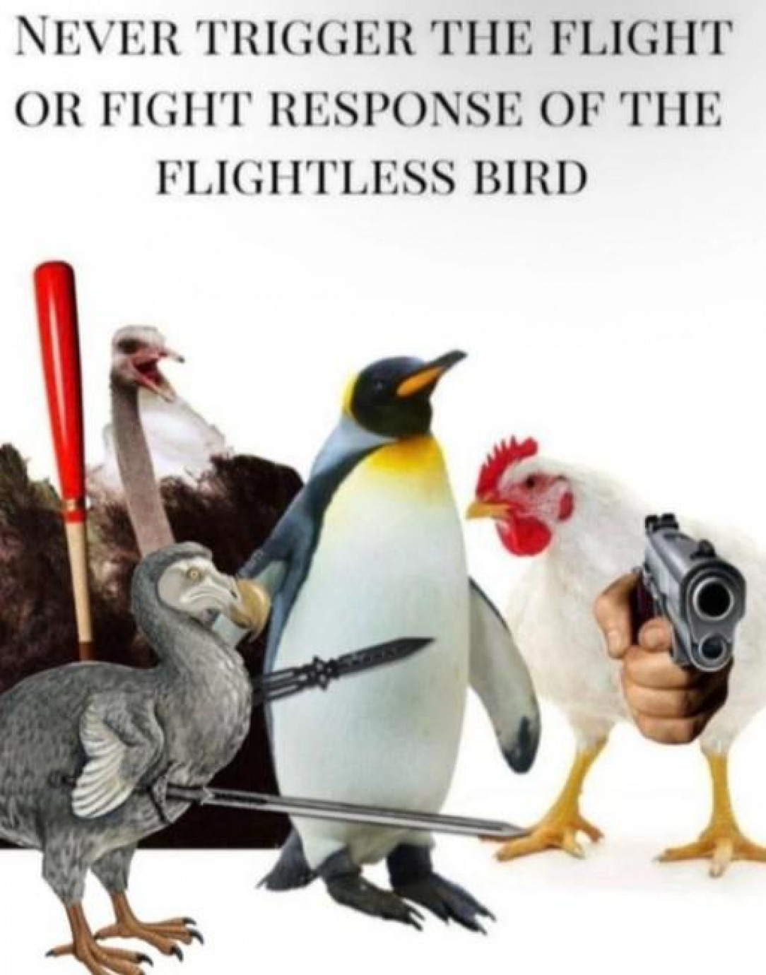 the flightless birds