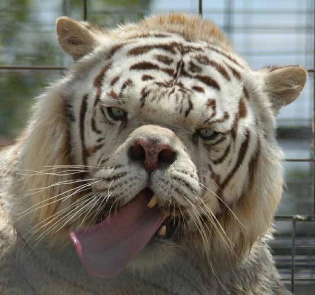 Kenny The White Tiger - The price of inbreeding