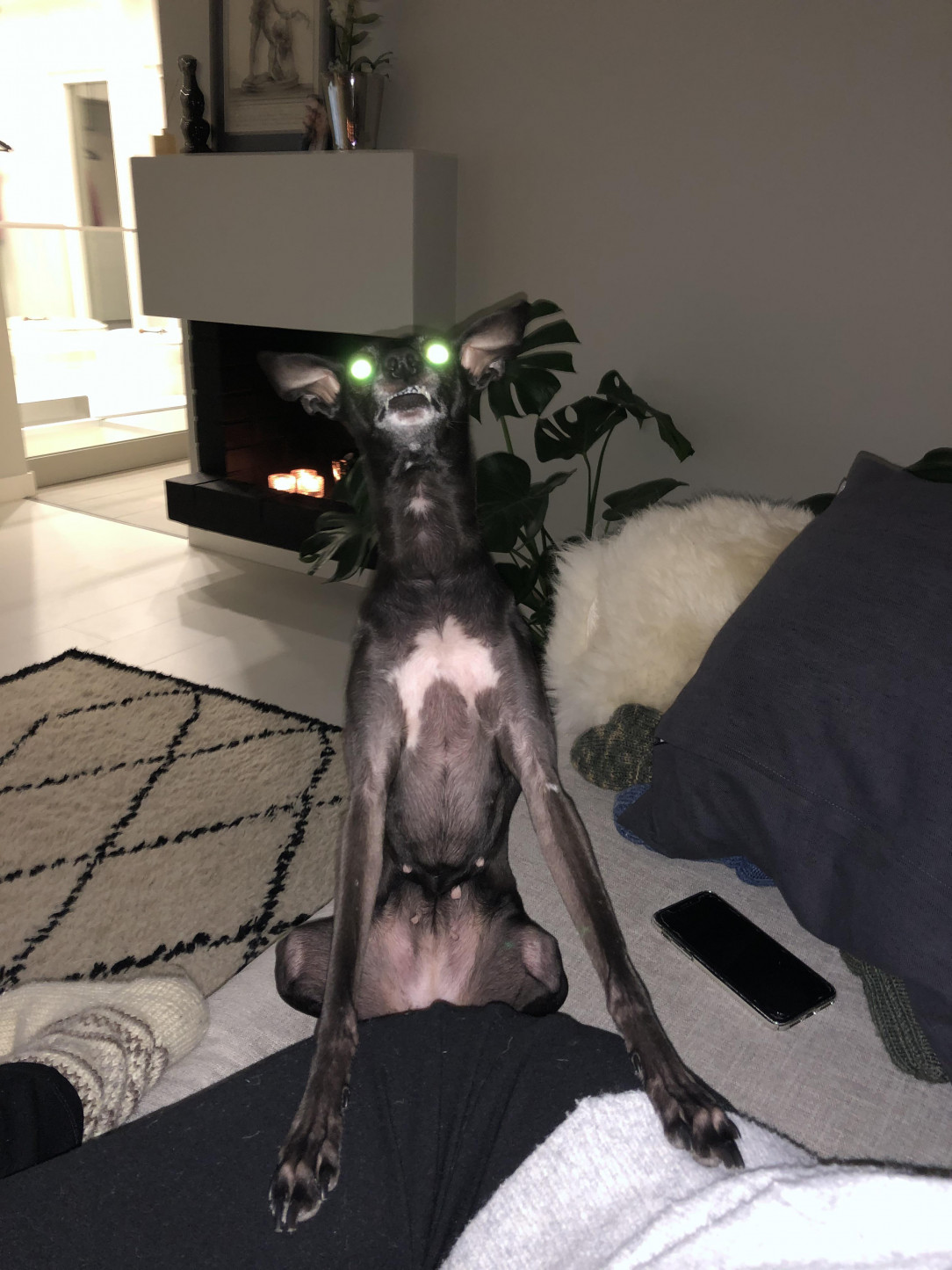 Italian greyhounds are famous for their smiles, but ours might be possessed