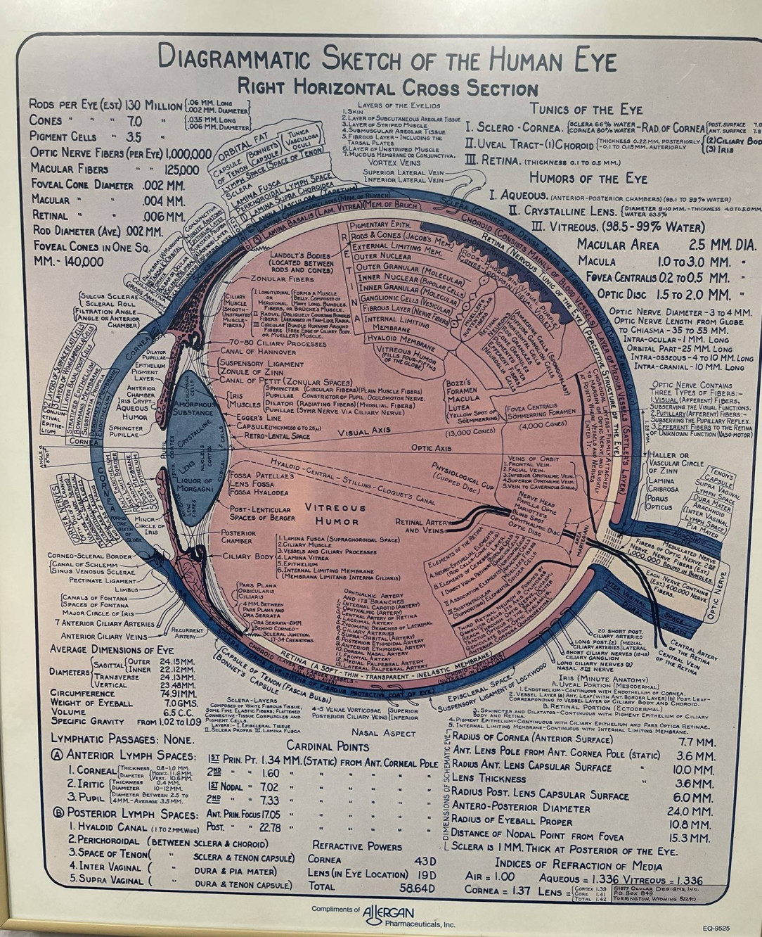 Diagrammatic Sketch of the Human Eye