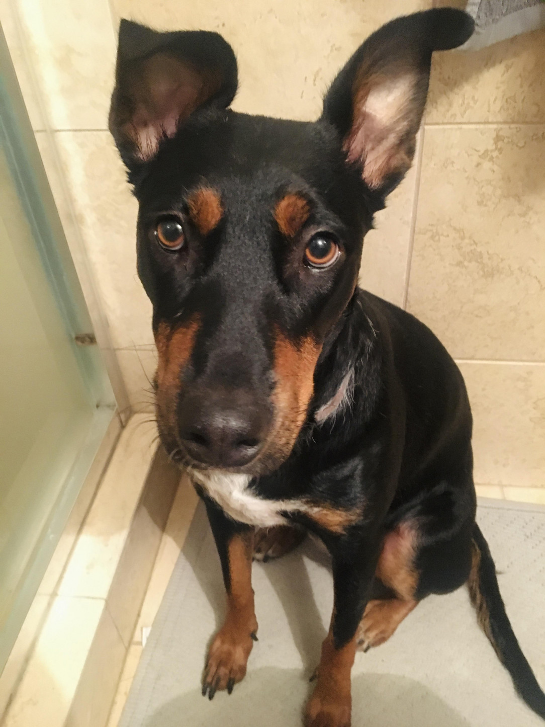 POV your pup insists on accompanying you to the bathroom and maintaining uninterrupted eye contact while you take a dump 😻