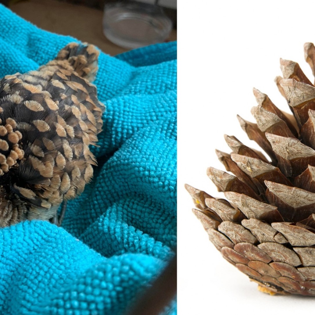 This bird identifies as a pinecone 