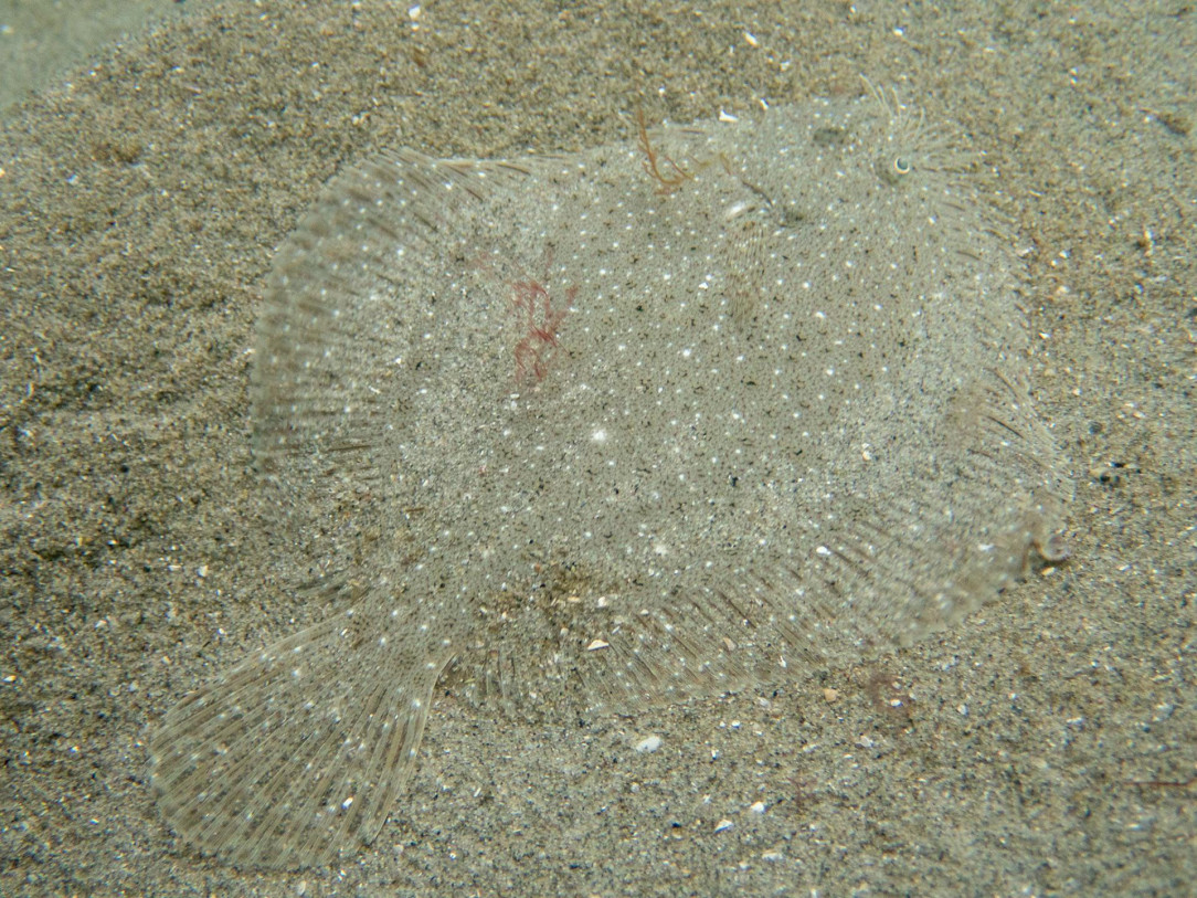 The amazing camouflage ability of a sundial flounder