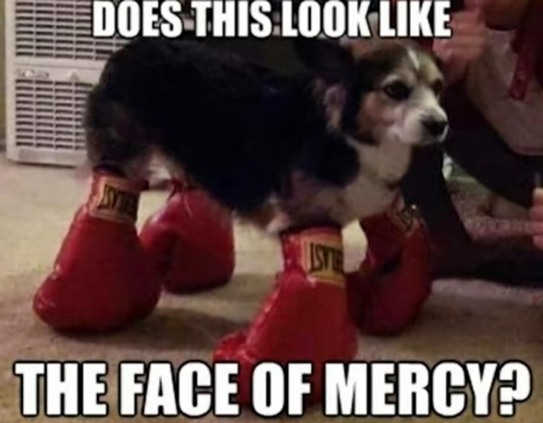 Boxer Hound, the Destroyer of mercy