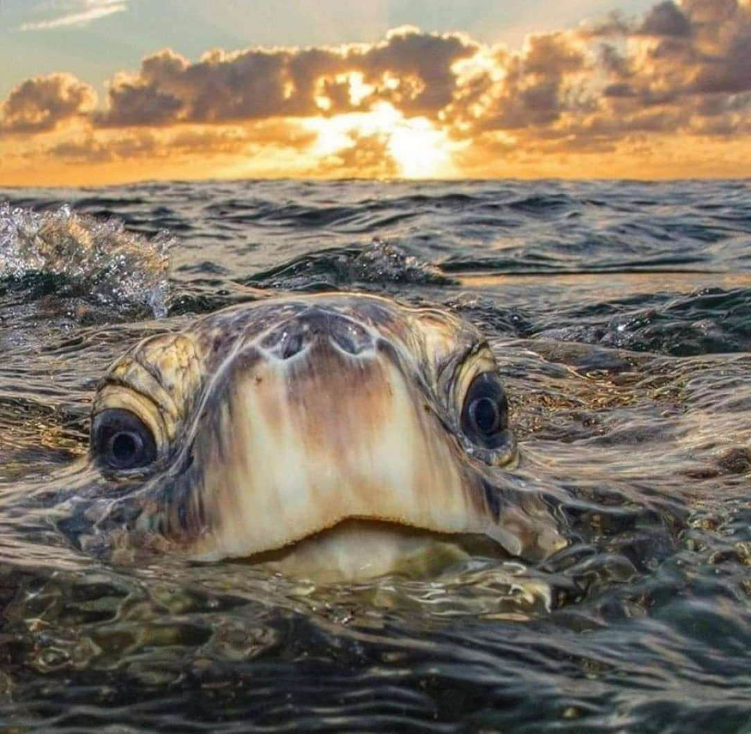 Just a sea turtle popping up to say hello 🐢