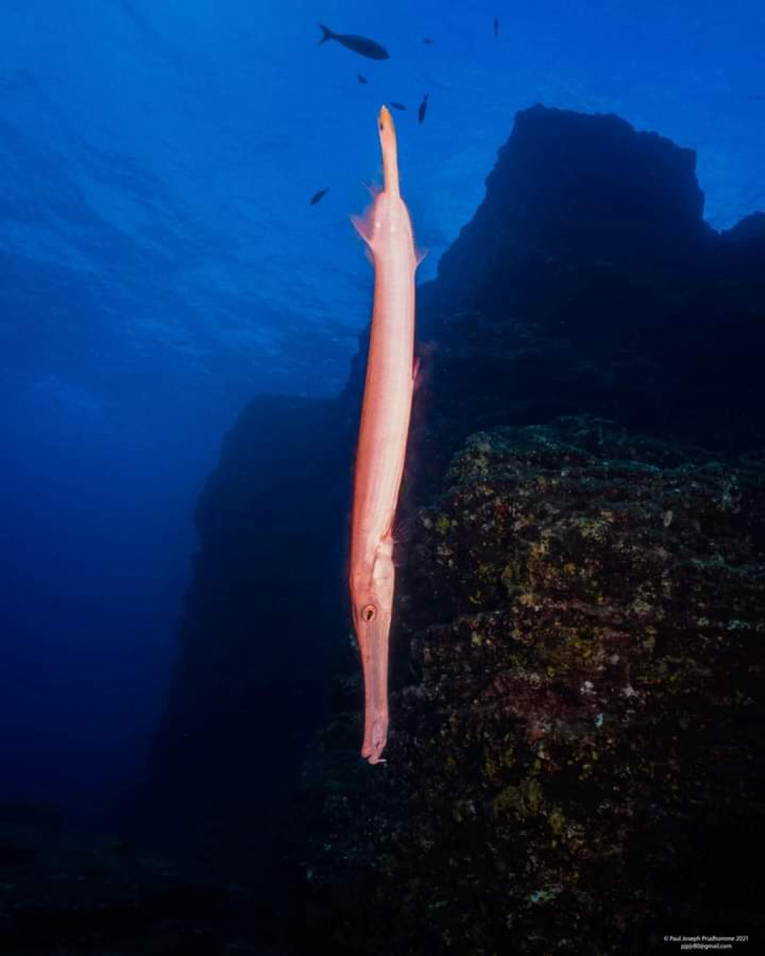 A trumpetfish on San Benedicto Island,