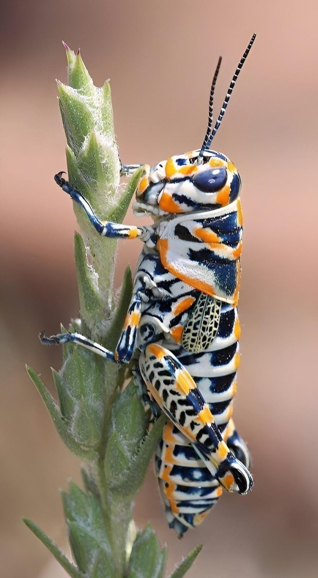 The Painted Grasshopper (Dactylotum Bicolor)