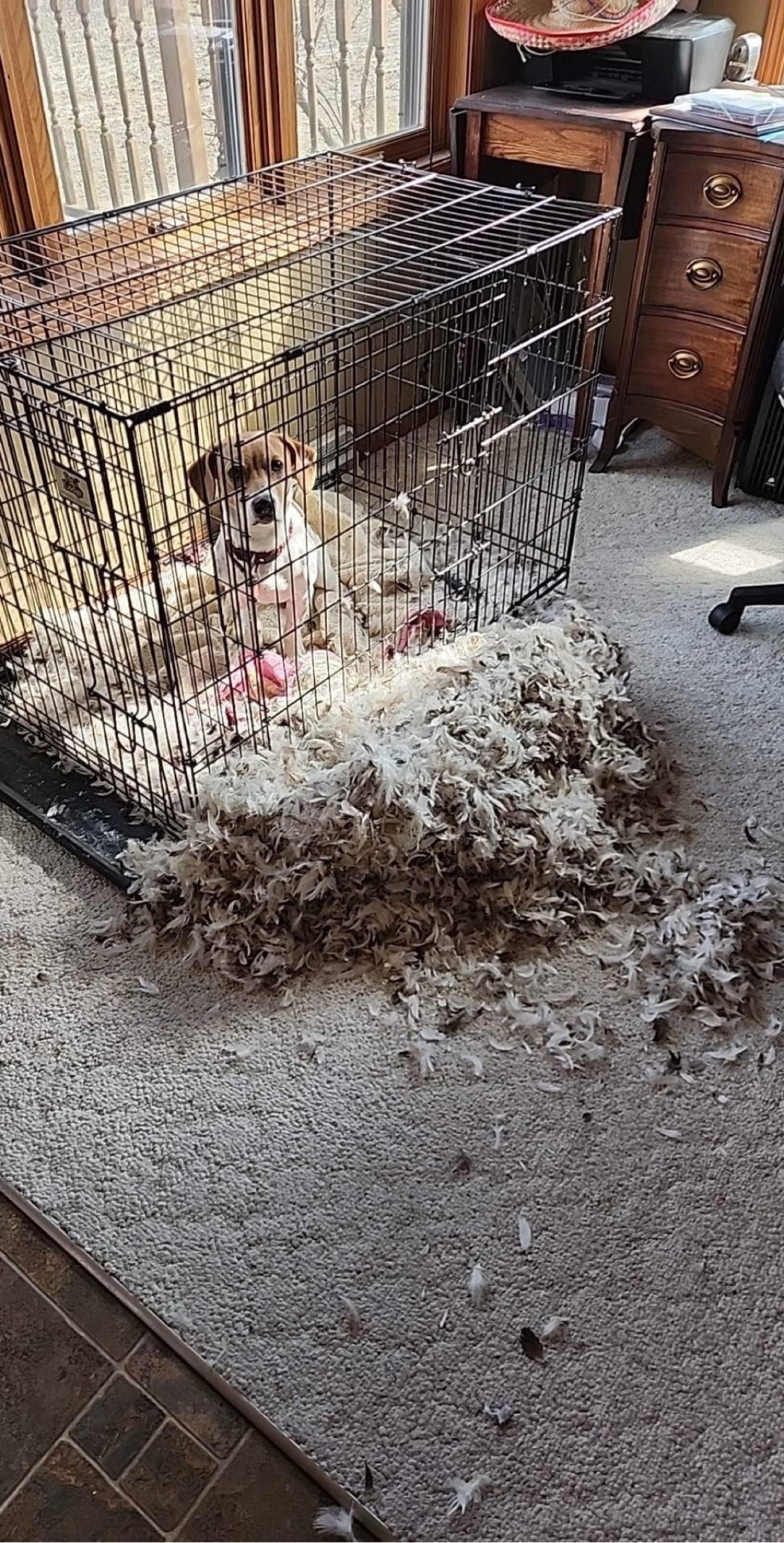 Leaving a pillow on top of the cage