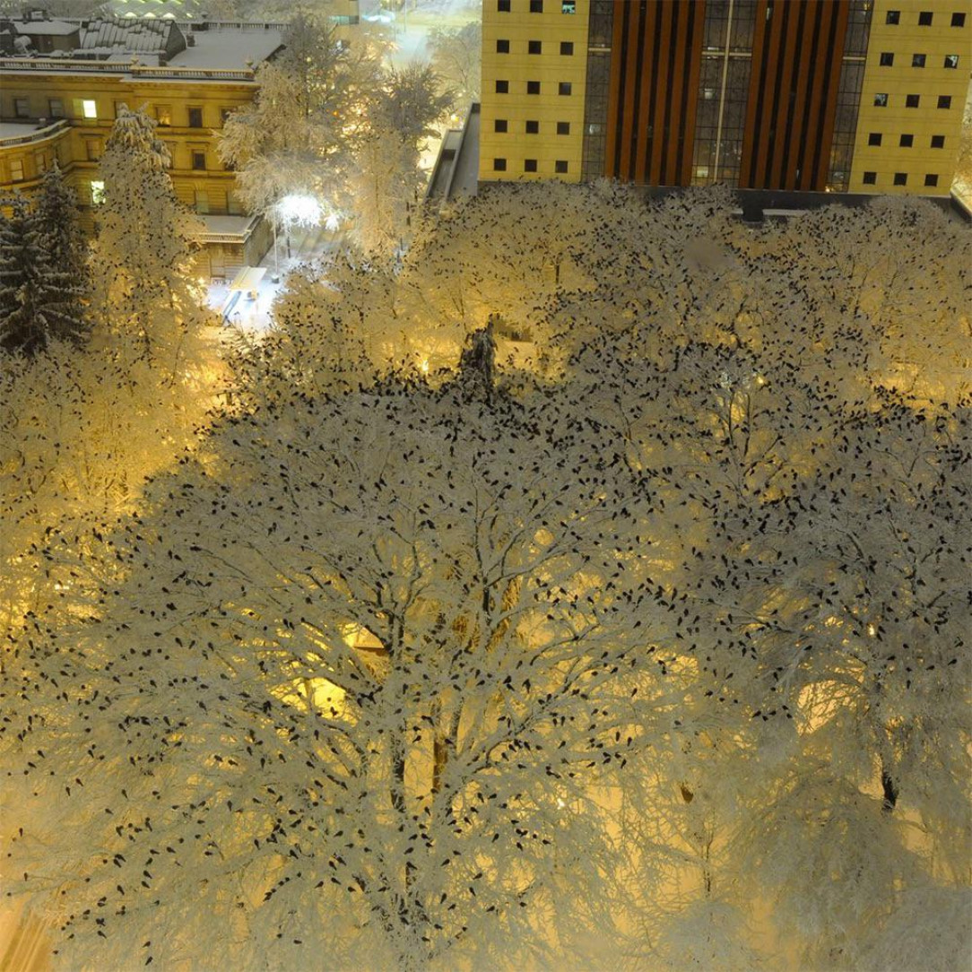 Thousands of crows photographed atop snow-laden trees