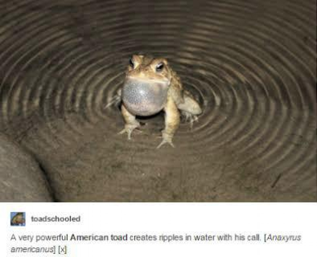 Banshee Toad, the seas shiver at its presence
