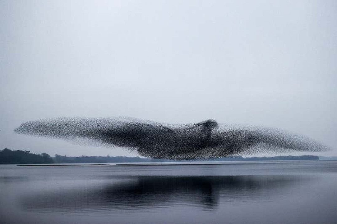 This flock of starlings forming into a giant bird