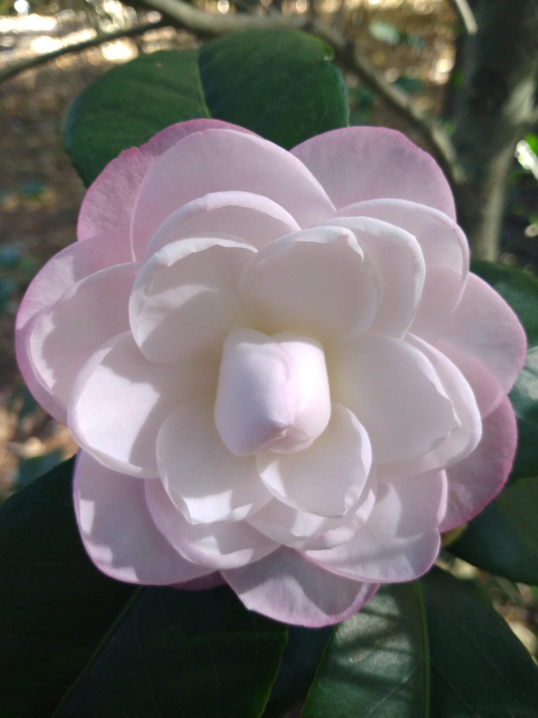 Adore with me, if you will, this perfect Japanese Camellia