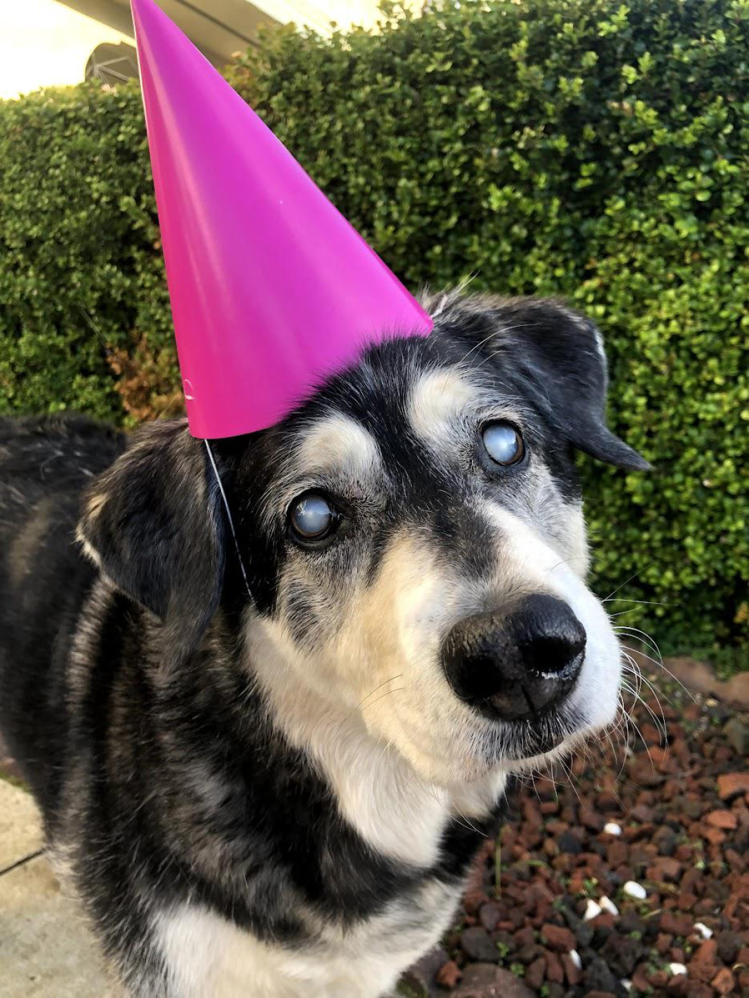 Yuki has been blind since she was 5 and just turned 13! She is the best and I just need to tell someone