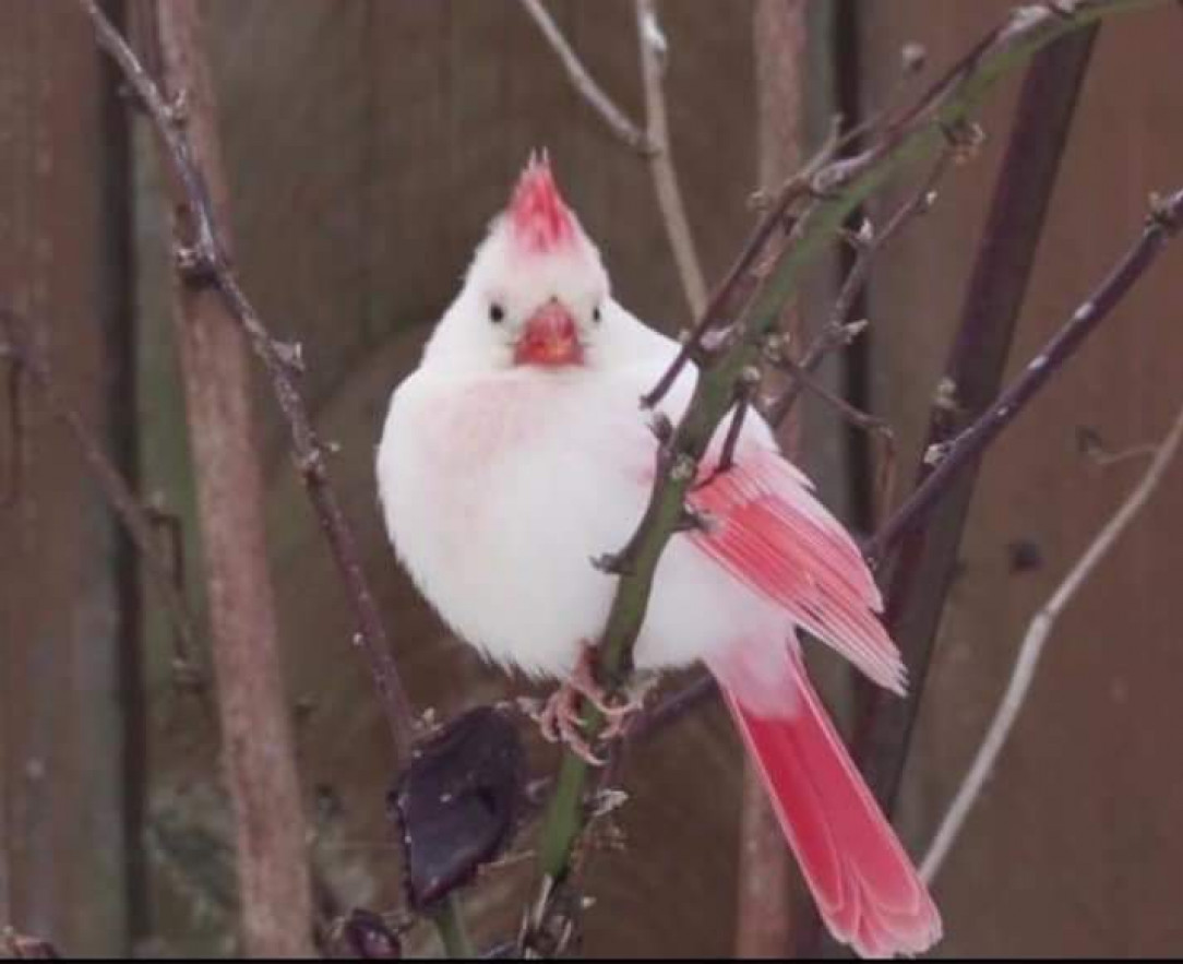 A white cardinal spotted in Ontario