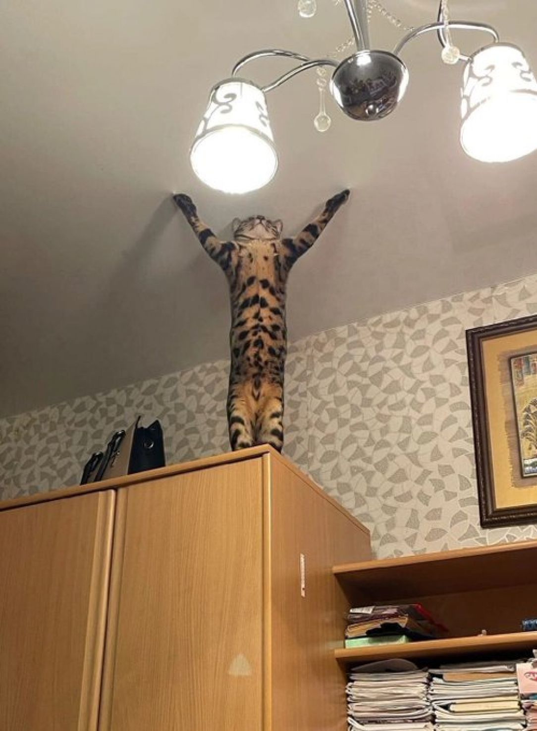 Forget Acrobats, This Acrocat is a Sight for Sore Eyes