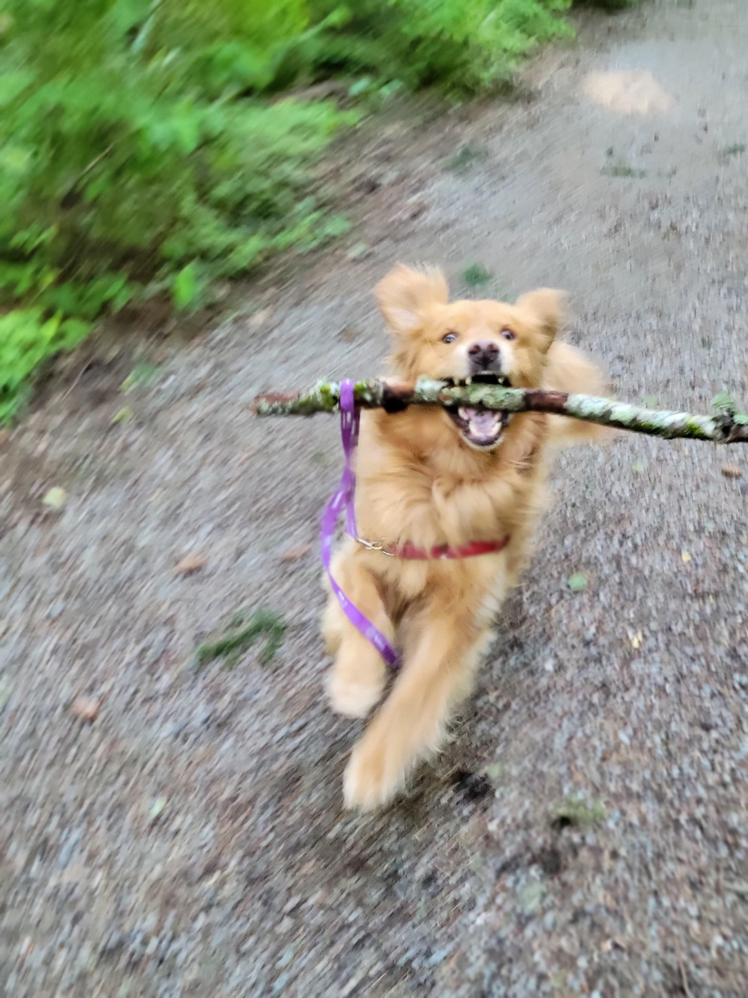 He has acquired stick