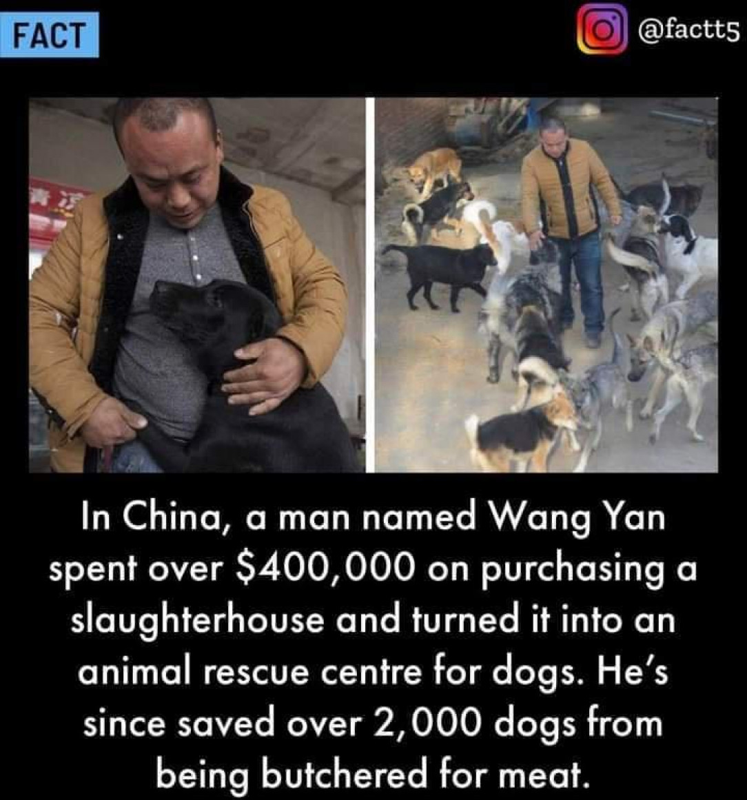 Wang Yan, Ally of the Animal Kingdom