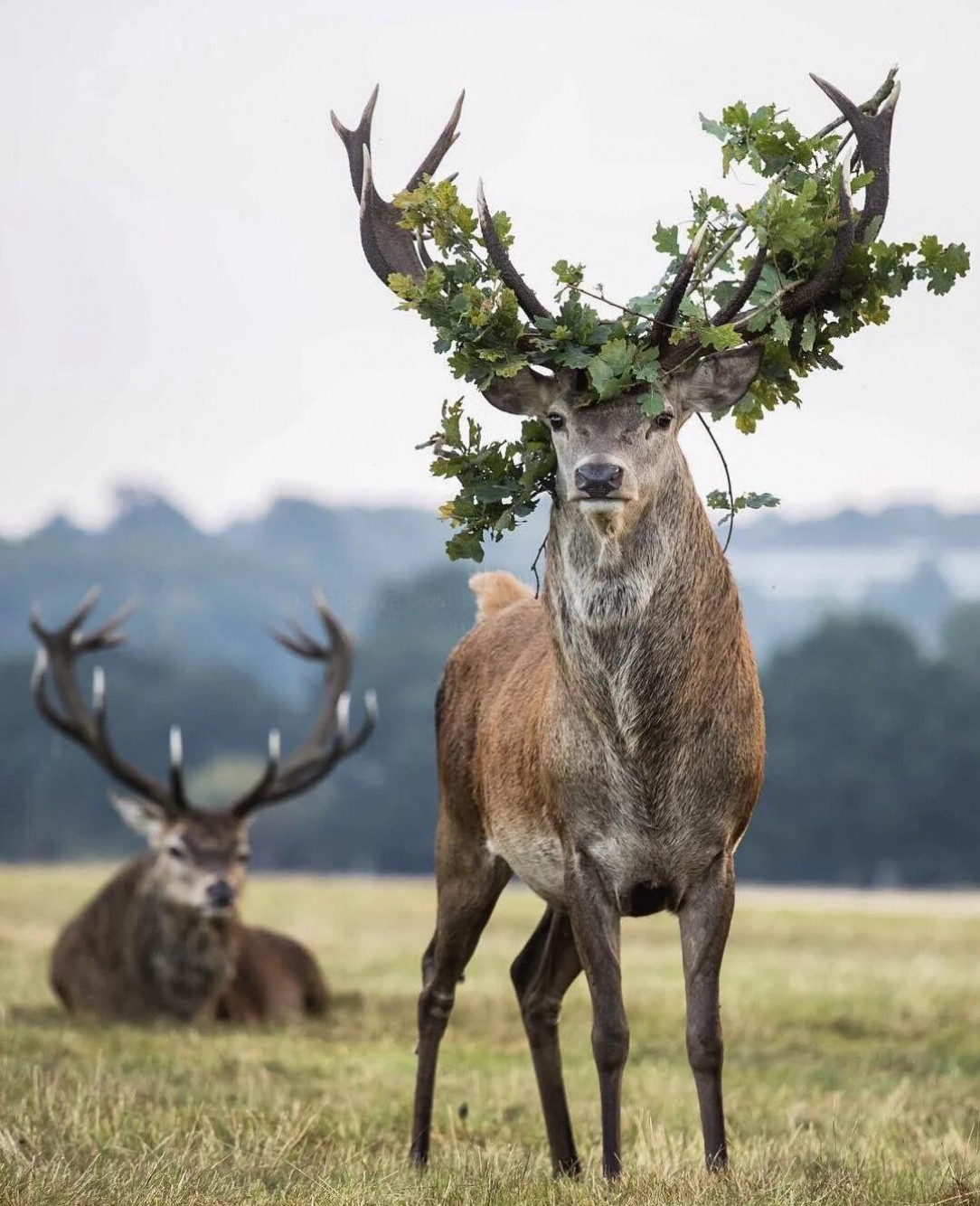 This deer showing off their leaf crown