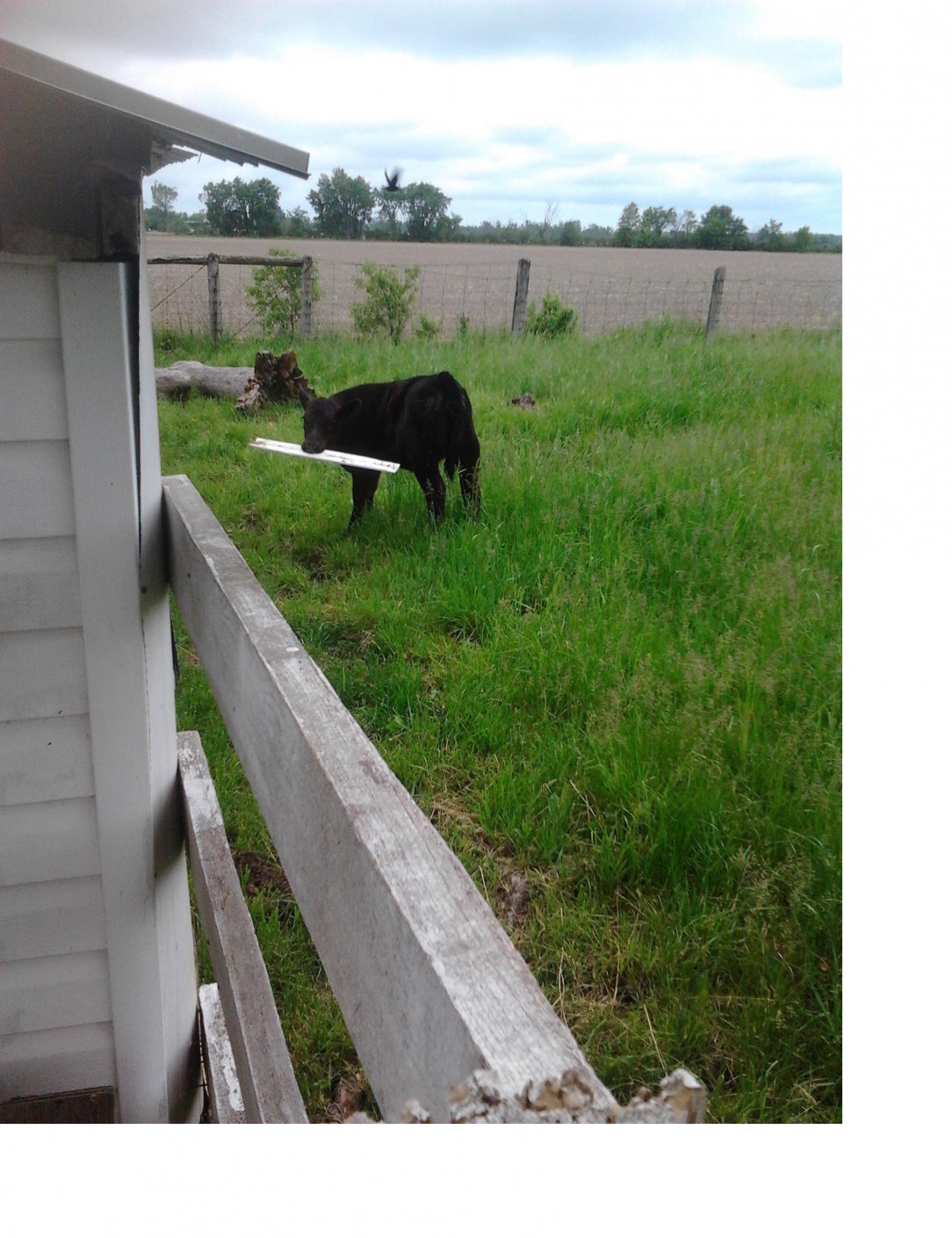 cow ||Damn neighbour&#039;s cows are tearing the siding off our shed again!
