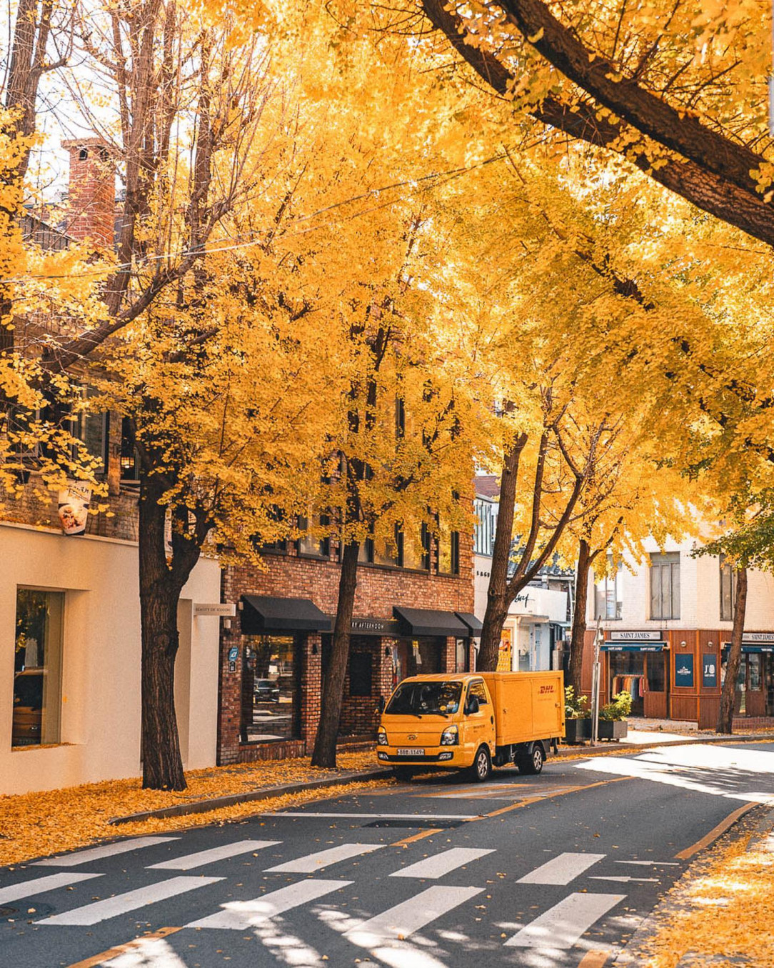 Autumn street lined with ginkgo trees in downtown Seoul, South Korea. Everything yellow