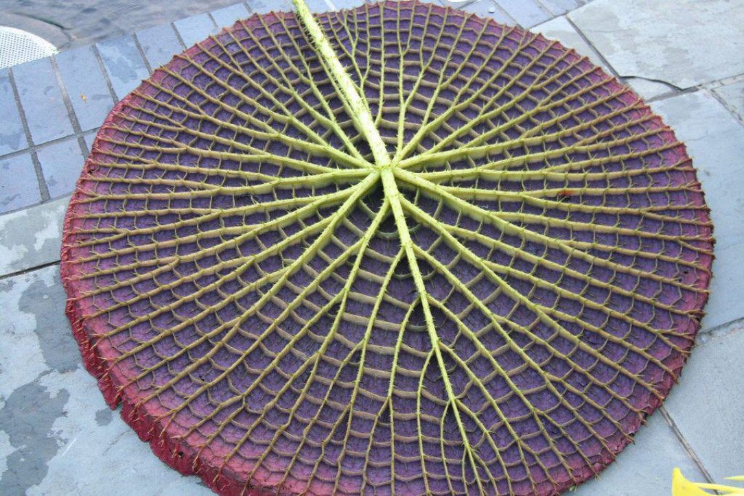 Underside of Victoria Amazonica&#039;s lilypad (up to 200 cm in diameter) — satisfying ant terrifying at the same time. Veiny alien plant-flesh