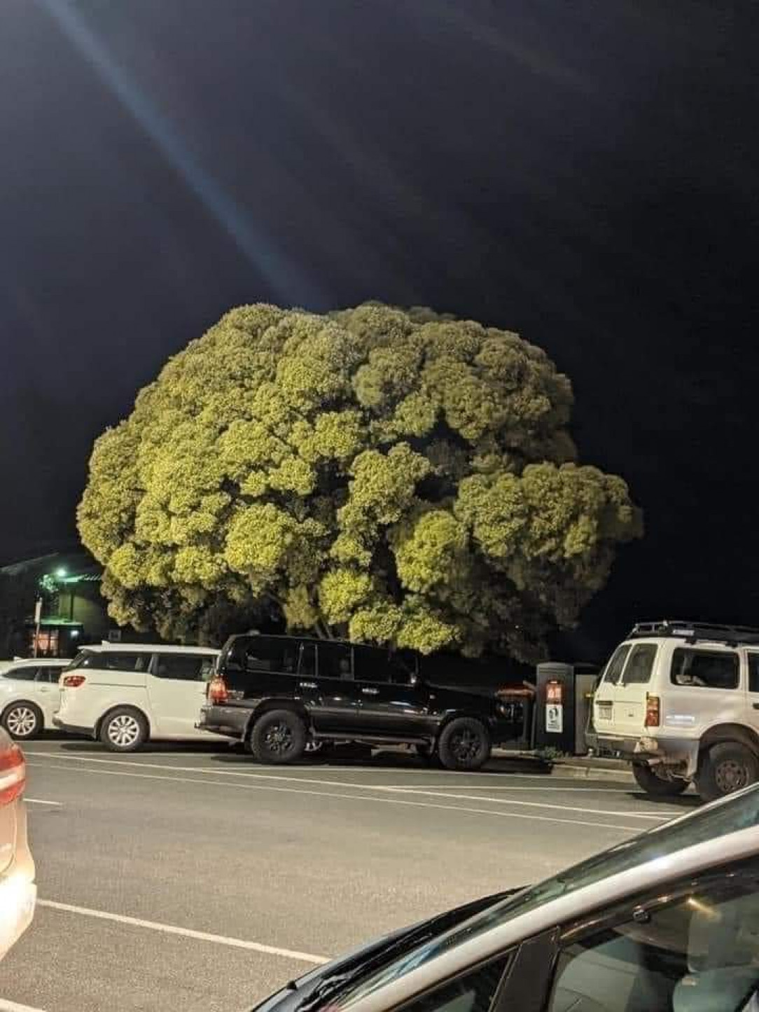 This tree in the background looking like a piece of broccoli