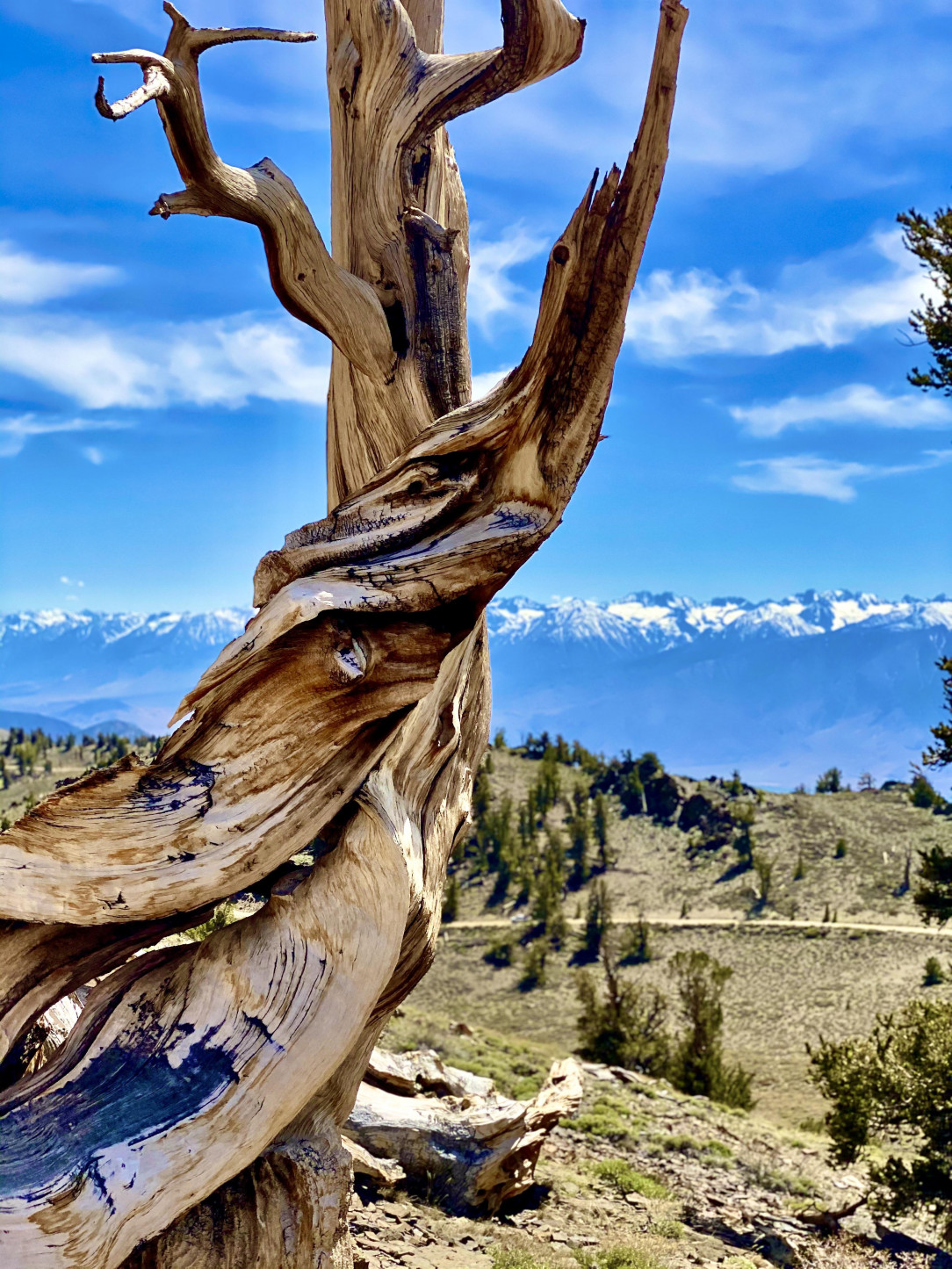 A 4,500 year old Ancient Bristlecone Pine, overlooking the Sierra Nevadas