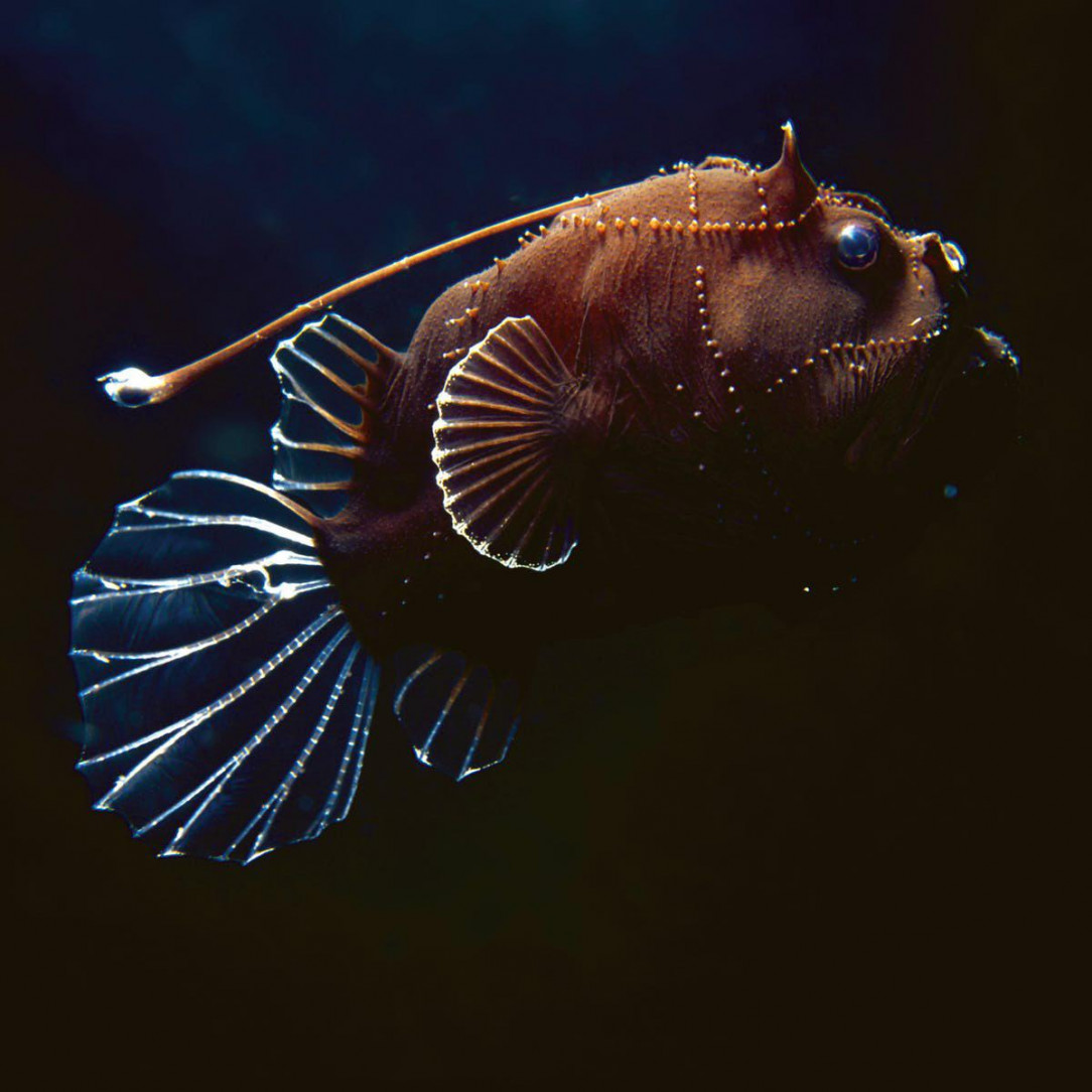 Anglerfish in the light of a submarine