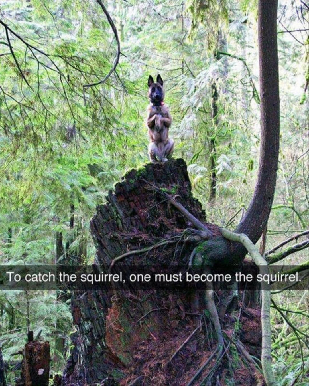 Become the squirrel