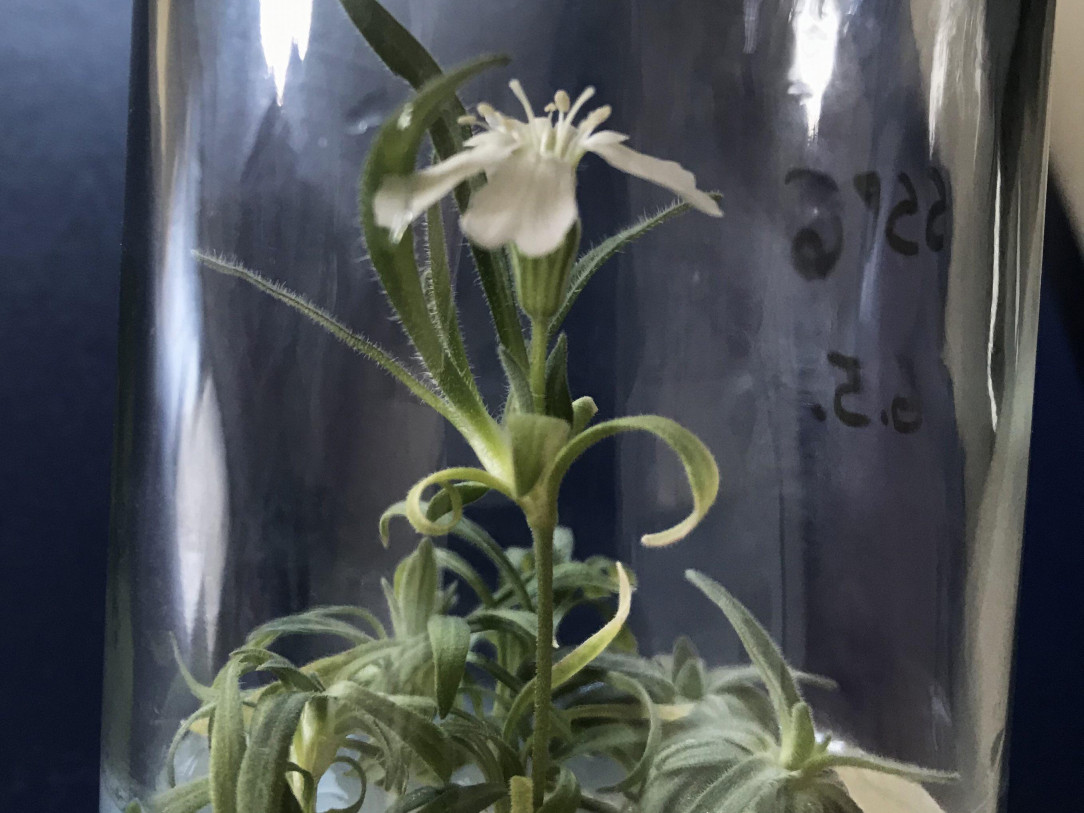 Scientists regenerated this 30, 000 year old plant from Siberian permafrost