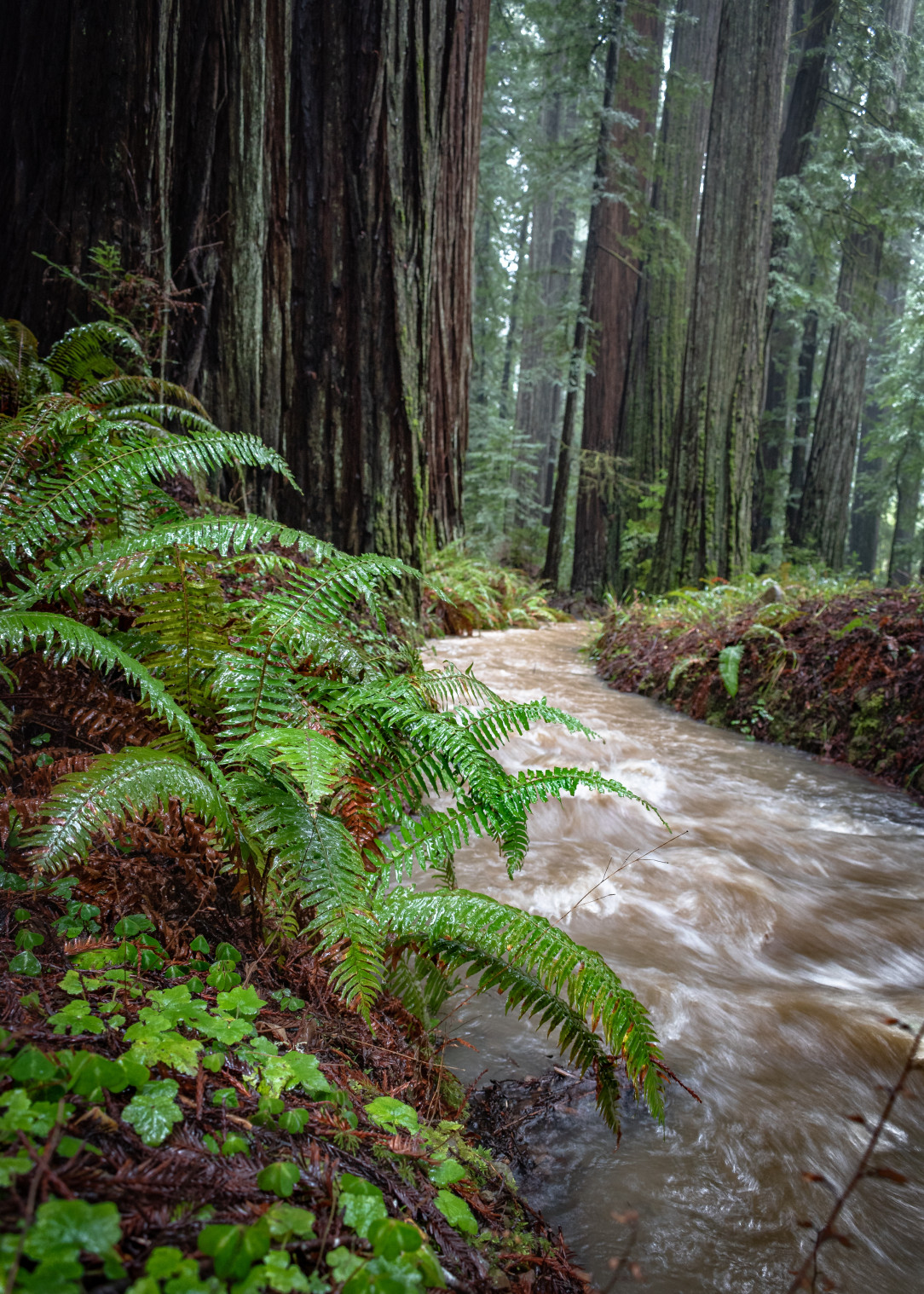 The Redwood Forest in Humboldt County, California is looking nice and quenched from the atmospheric river
