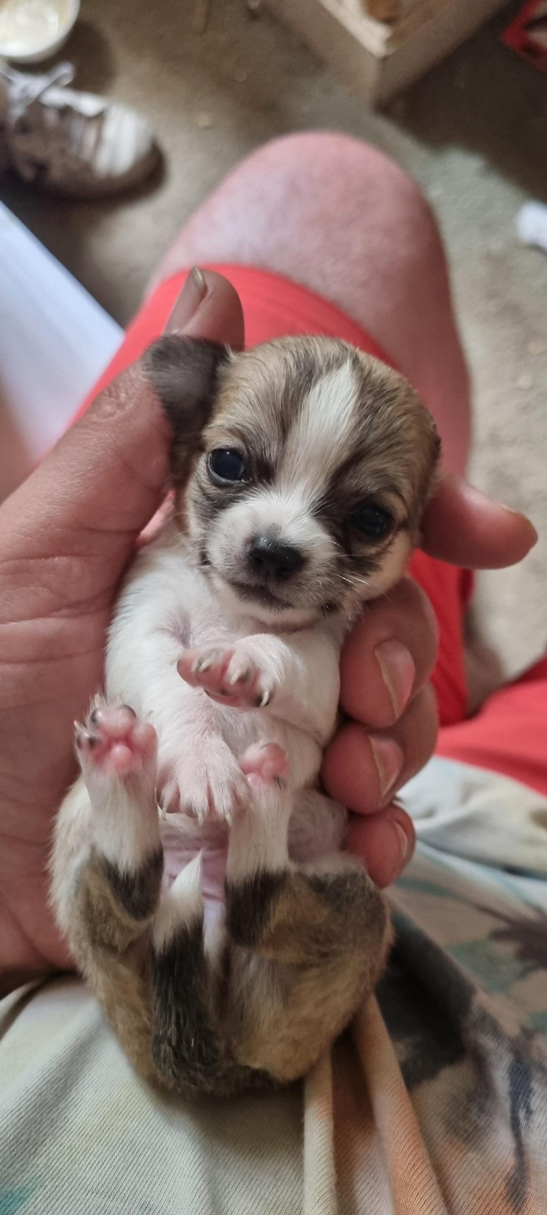 One of Mum&#039;s chihuahua pups blessing me with tiny beans