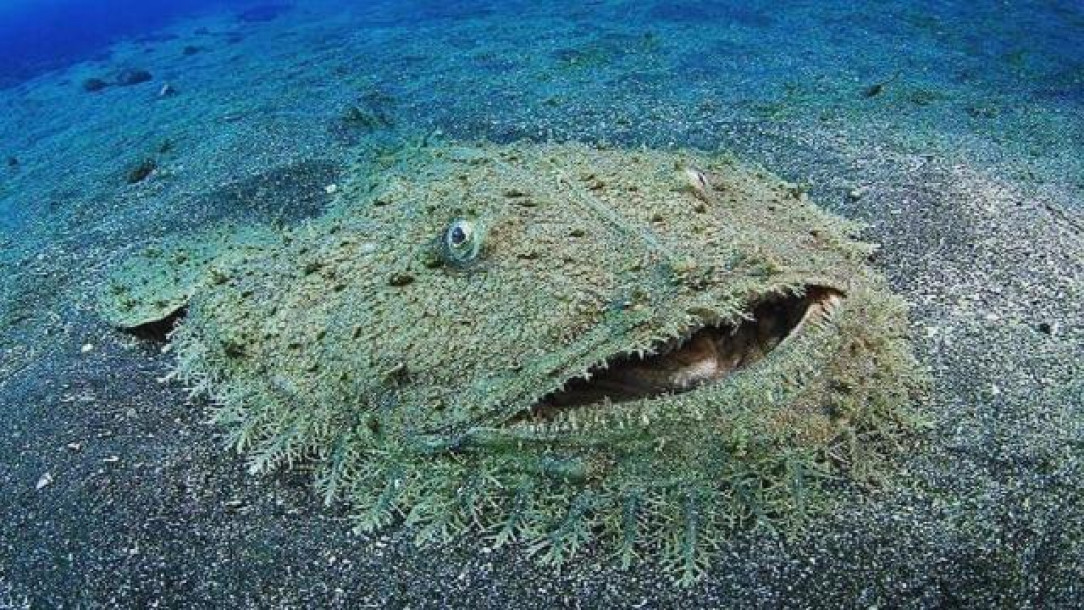 tasselled wobbegong aka carpet shark