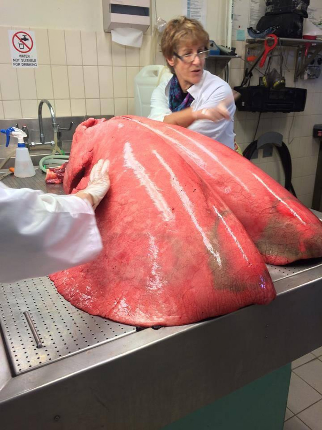 The sheer size of these fully-inflated horse lungs 🐴