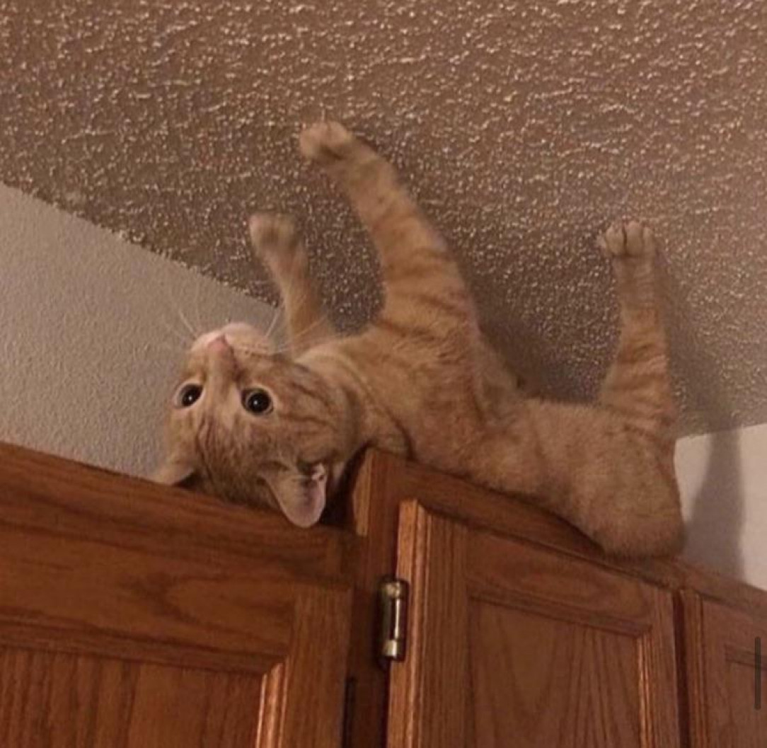 Spidercat. Fighter of crime, eater of treats