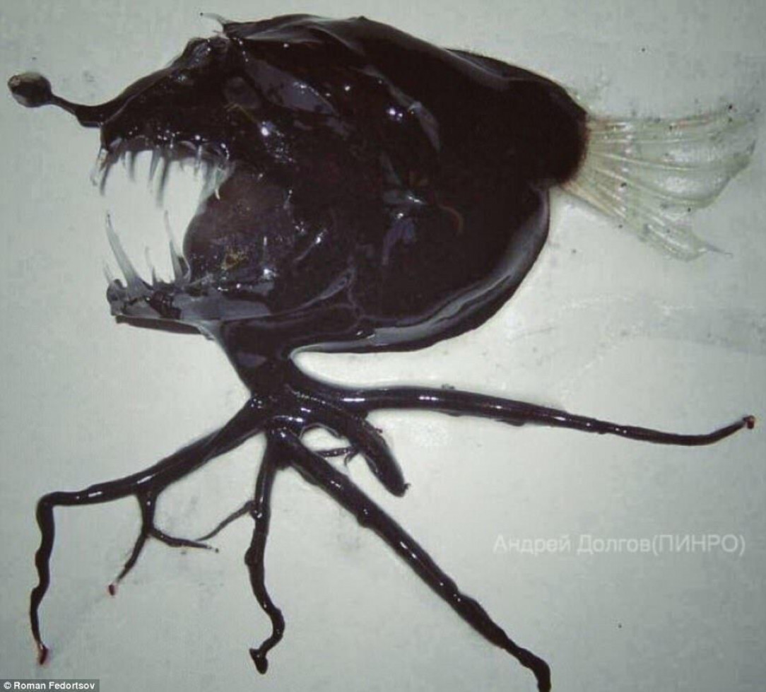 An anglerfish specimen recovered from the depths is the stuff of nightmares