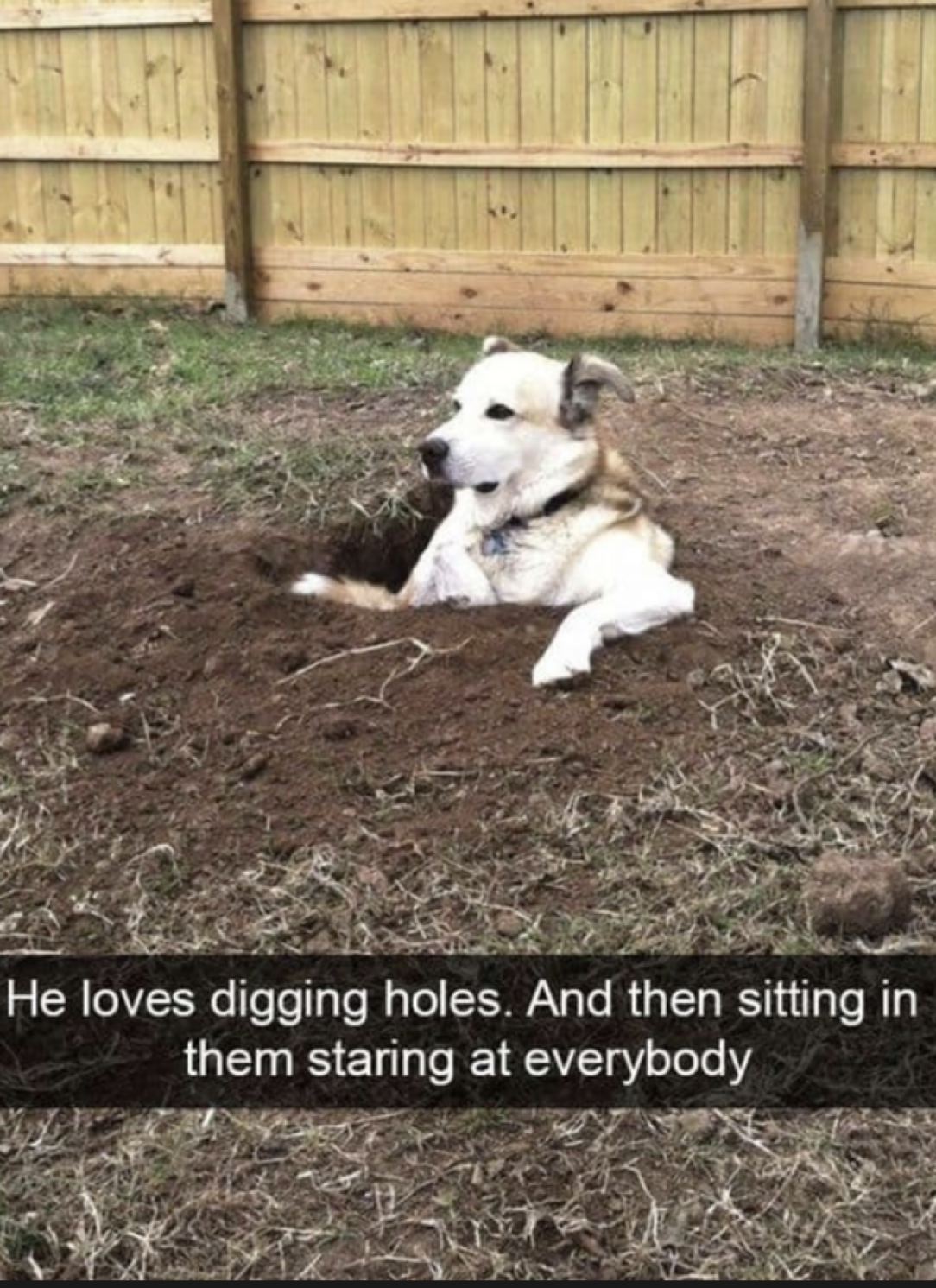 Dog, maker of hole, observer from the hole