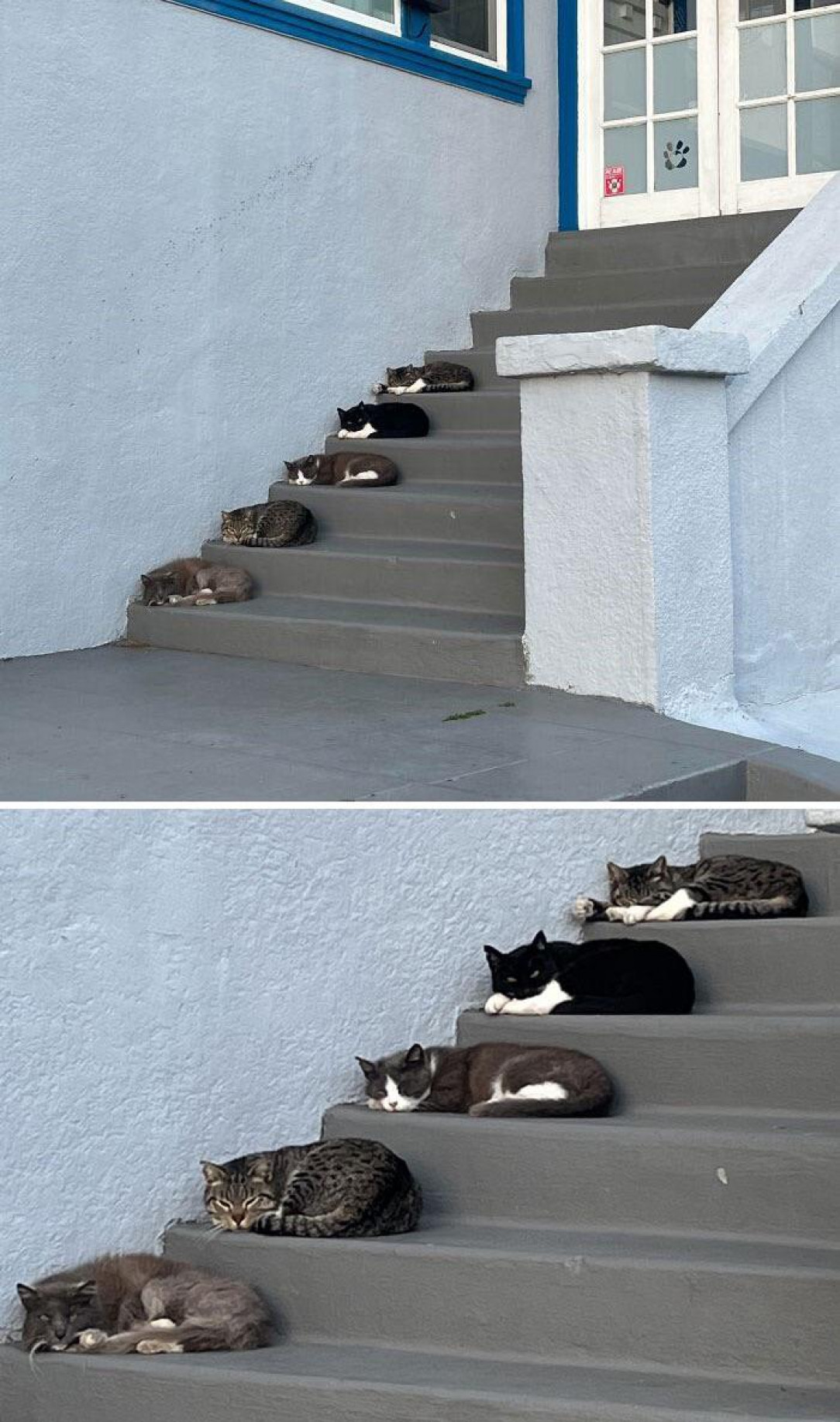 These cats sleeping perfectly aligned on the stairs