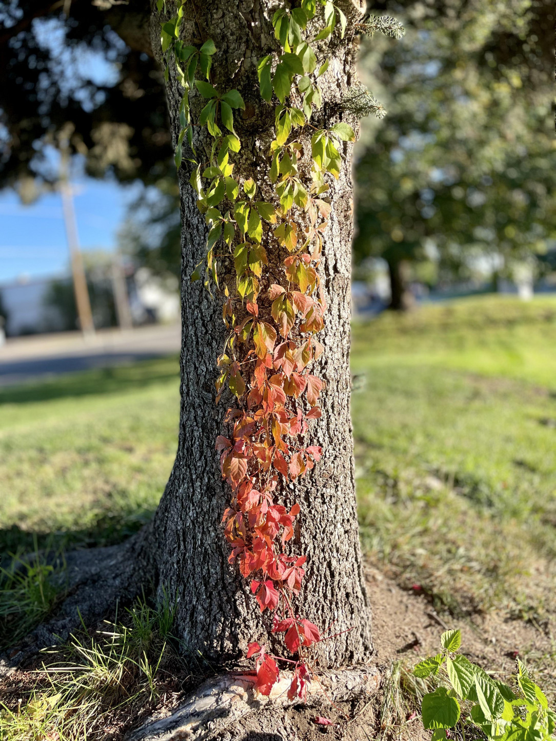 The beautiful color gradient of these leaves on a pine tree