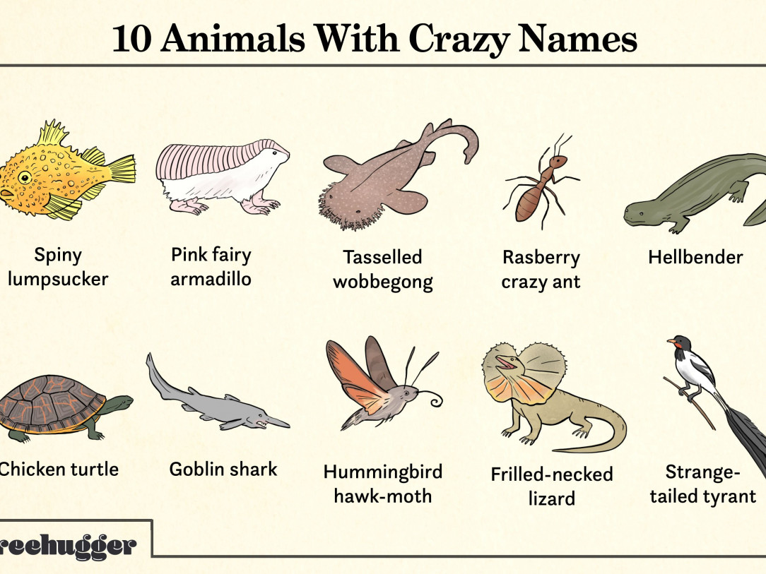 Animals with Crazy Names