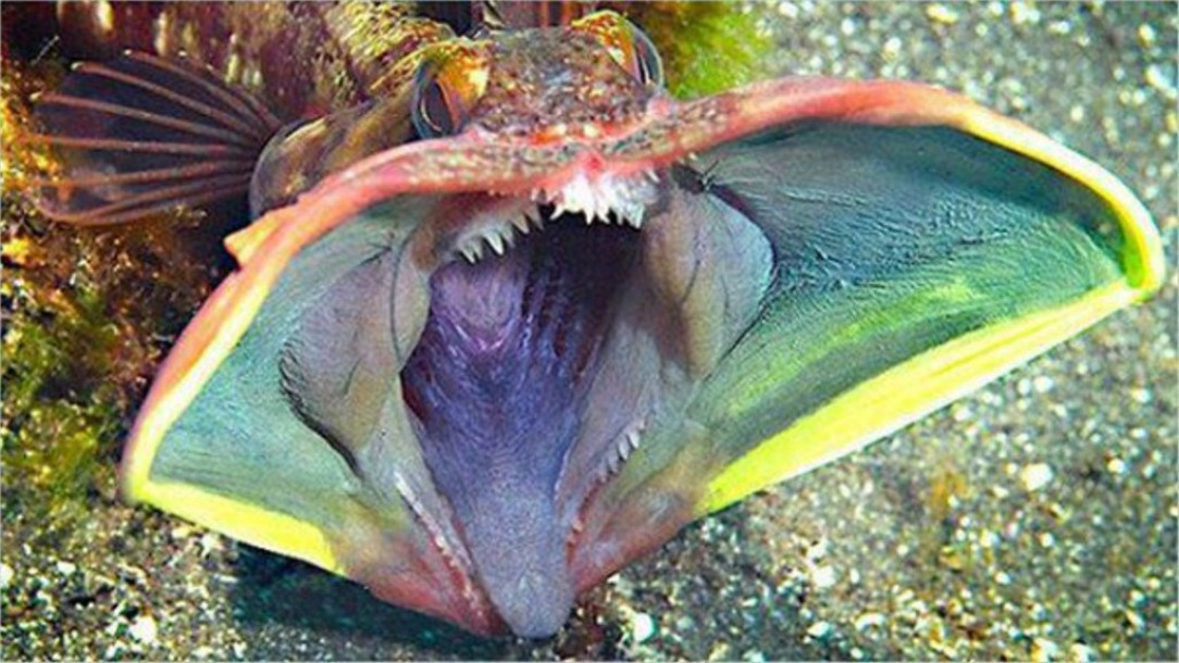 A Sarcastic Fringehead looking particularly sarcastic