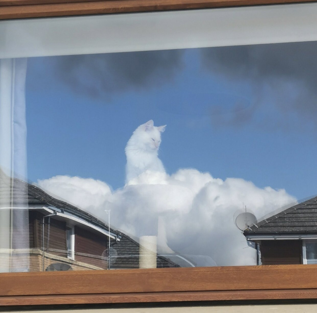 The window&#039;s reflection at this cat makes it look like part of the clouds 😸 💚