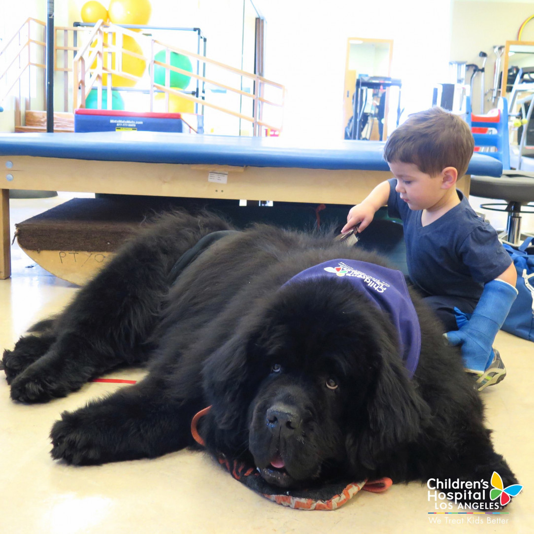 Meet Bonner, the bestest therapy dog at Children&#039;s Hospital Los Angeles 🐶