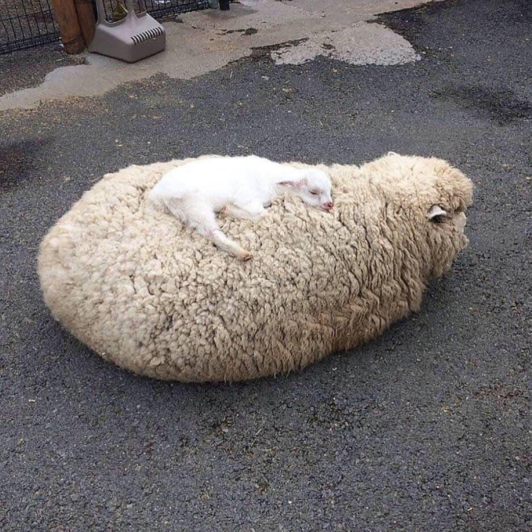 Thanks, I love baby sheep sleeping on its morher 💘