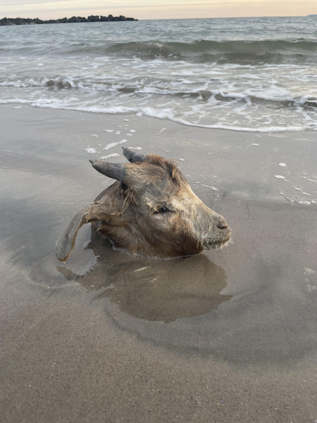 This washed ashore on Coney Island Beach today
